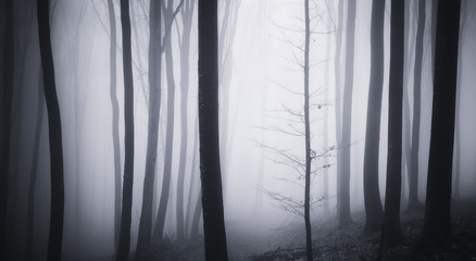 misty forest background panoramic