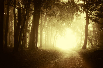 sunset on forest path in autumn