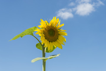 Eine einzelne Sonnenblume vor blauem Himmel und wei&szlig;en Wolken 