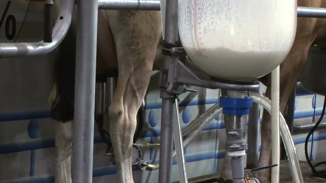 A demonstration of an automated cow milking machine.