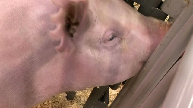 pig in a pen raised for show waits his turn for judging.