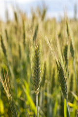 Wheat spikelets in soft sunlight
