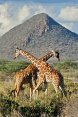 Giraffe Crossover - Kenya, Africa