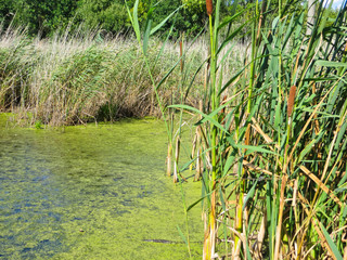 Green algae on a surface of the lake