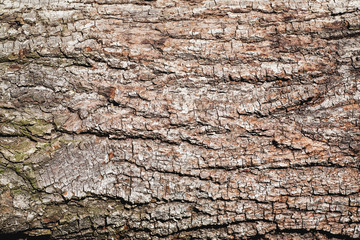 Wood bark background texture