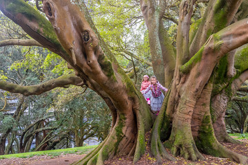 Buttress roots of Moreton Bay fig tree in Albert Park, Auckland,