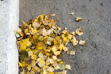 A bunch of yellow birch leaves, swept away by cleaners to the edge of the asphalt road, to the white colored curb.