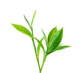 Green tea leaf isolated on white background