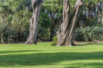 auckland park, new zealand