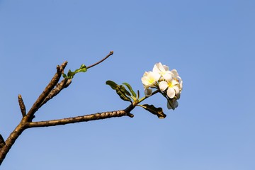 Close up of Frangipani flowers, Thailand
