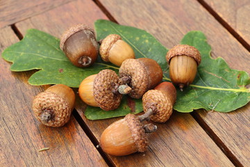 Glands et feuilles de chêne sur table en bois