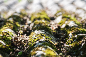 Old slate roof with moss on it