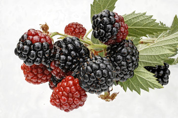 teilweis reife Brombeeren zum Freistellen