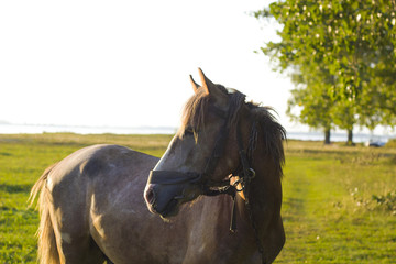Horse portrait in field