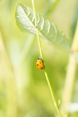 Ladybug sitting on green grass on summer meadow. Macro life soft focus 
