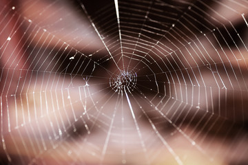 Closeup photo of spider web