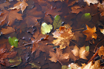 autumn leaves in the puddle. maple leaves in water. autumn background