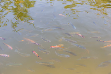 Many carp swimming in shallow water
