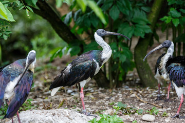 Strohhalsibis - Threskiornithinae - Ibis