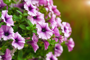purple petunia flowers in the garden in Spring time