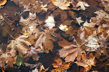 autumn leaves in the puddle. maple leaves in water. autumn background