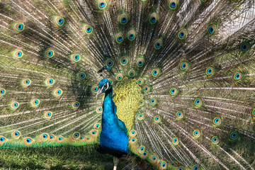 Fototapeta premium Blauer Pfau - Pavo cristatus