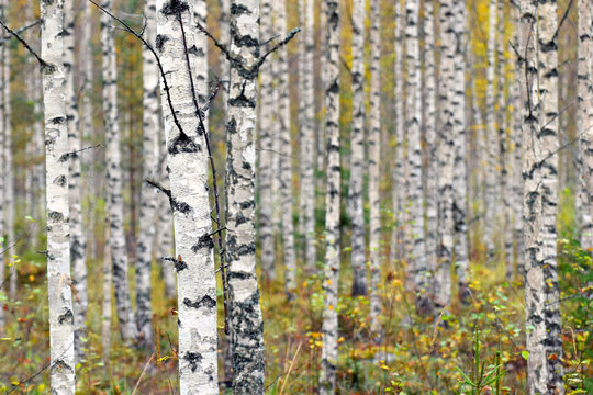 Birch trees on autumn.