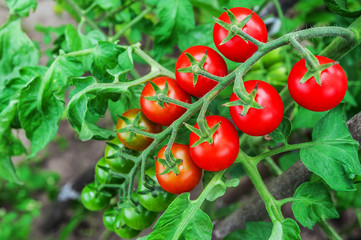 cherry tomato branch