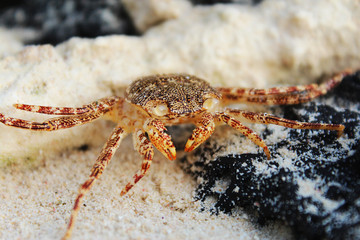 Small crab