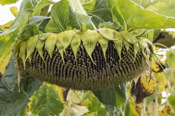 Ripe sunflower in a field ready to be harvested