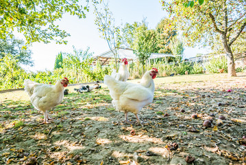 Freilaufende Hühner