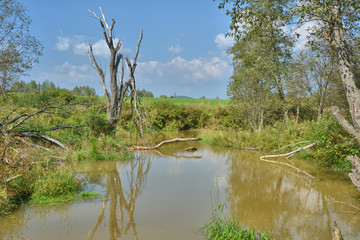 Pond made by beaver
