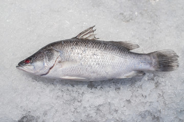 Fresh Sea bass fish on crushed ice