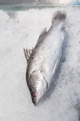 Fresh Sea bass fish on crushed ice