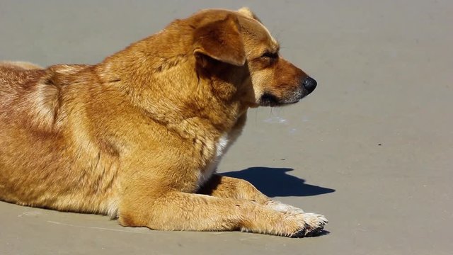 Cachorro com sono deitado na praia.