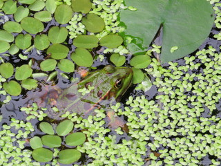 Frog between green leafs