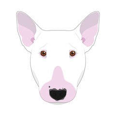 Bull Terrier dog isolated on white background vector illustration
