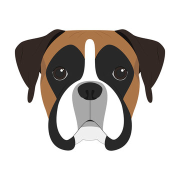 Boxer dog isolated on white background vector illustration
