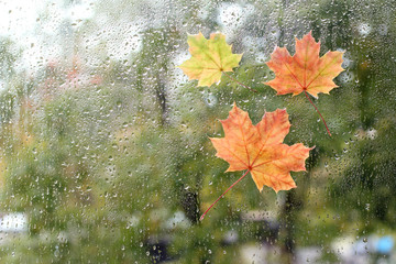 warm look out the window for autumn/ Maple leaves stuck to the window that gets wet from rain drops