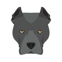 American Staffordshire Terrier dog isolated on white background vector illustration