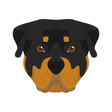 Rottweiler dog isolated on white background vector illustration
