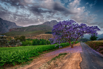 Wine Country
