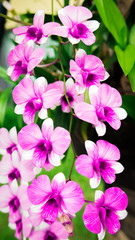 Selective focus. Beautiful Pink Orchids in the garden after raining.