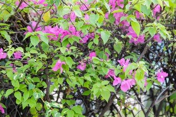 Fototapeta na wymiar Bougainvillea flowers in garden, Thailand 