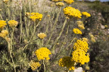 Dwarf everlast or immortelle (Helichrysum arenarium)