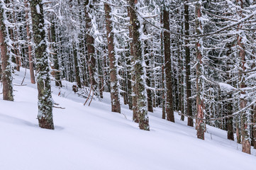 snow, forest, winter