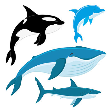 Killer whale, dolphin, whale, shark.