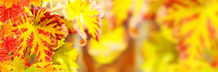 Colorful grape leaves, panorama
