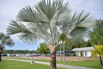 Obraz premium Bismark Palm name bismarckia nobilis in park. 