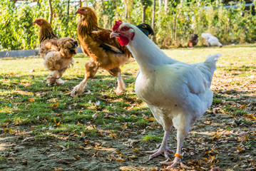 Freilaufende Hühner